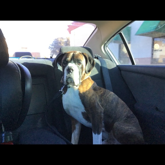 Dogs - Picture 7 of 8